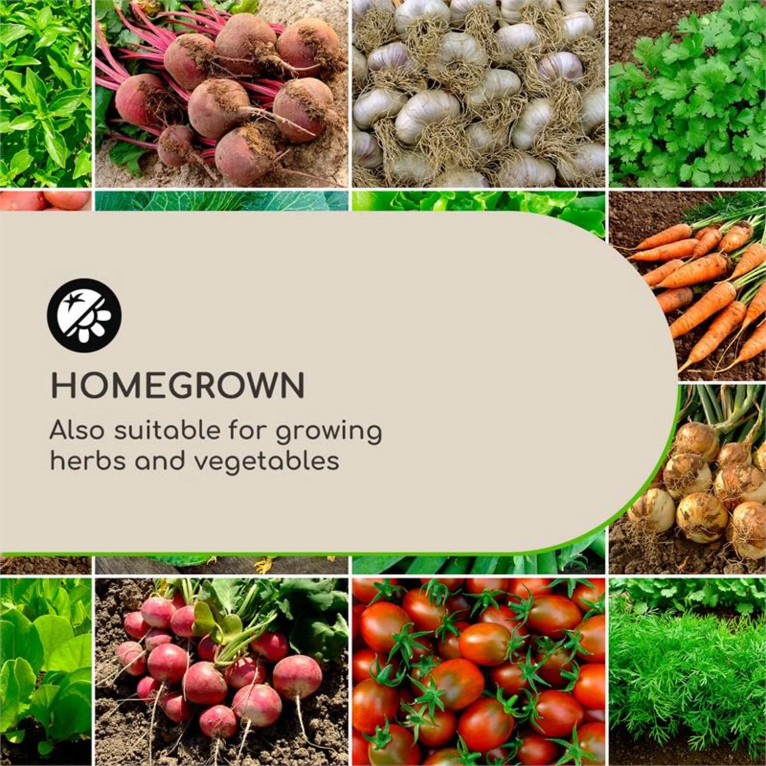 Solid Grow Rust Vaso Per Piante 5 Solid Grow Rust Vaso Per Piante - immagine 3