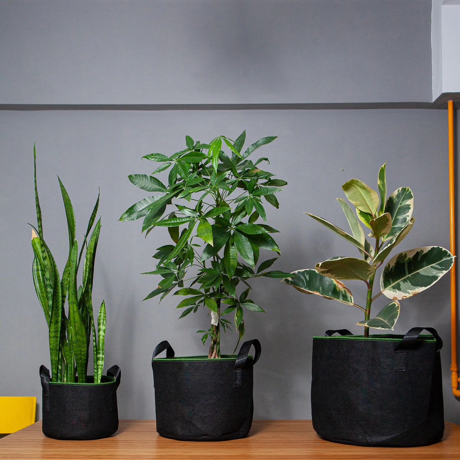 Set Di Sacchi Per Piante 4 Set Di Sacchi Per Piante - immagine 2